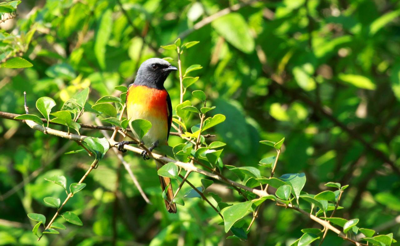 The Ibis - Wilpattu Villa Puttalam Bagian luar foto