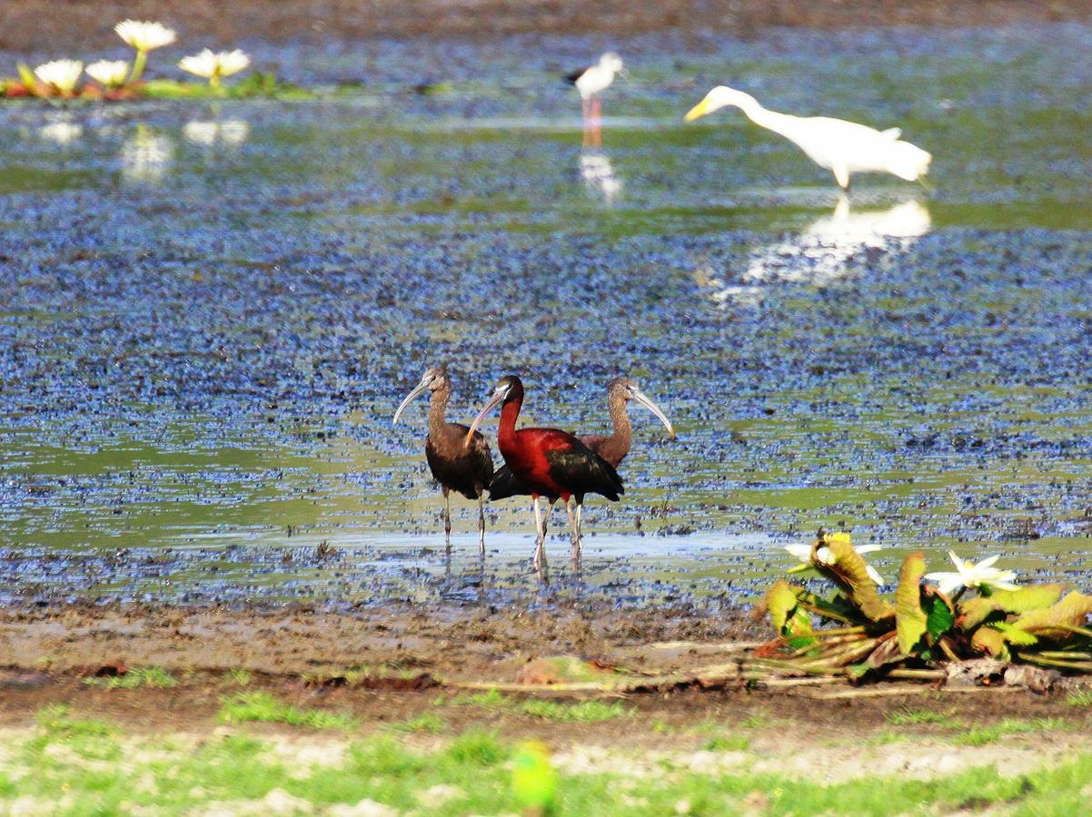The Ibis - Wilpattu Villa Puttalam Bagian luar foto