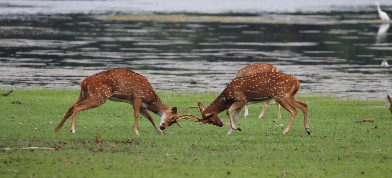 The Ibis - Wilpattu Villa Puttalam Bagian luar foto